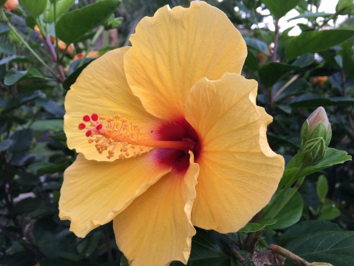 Mediteranean Style Ohana Rental / Garden Bungalow In Pahoa Honolulu Landing Zewnętrze zdjęcie